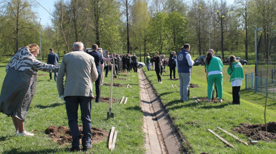 Аллея кленов появилась в Коложском парке Гродно в честь 30-летия образования органов КГК