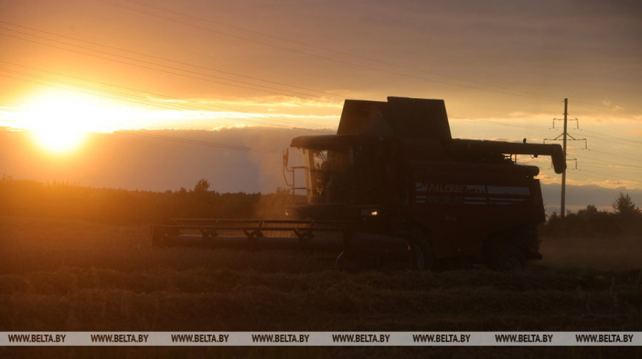 ФОТОФАКТ: До захода солнца идет уборка зерновых в Гродненском районе